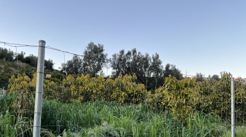 Granada - Murchas - 1900m2
