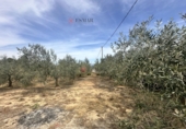 Chalet independiente con terreno en venta en Algímia d'Alfara ref: TR402363 foto