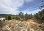 Chalet independiente con terreno en venta en Algímia d'Alfara ref: TR402363 foto
