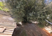 Country house with land for sale on España, Orihuela, ref: TR402514 photo