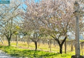 Finca rústica en venta en la España, Eiravedra, ref: TR402788 foto