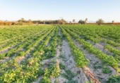 Non-developable land for sale on España, Elche, ref: TR402880 photo