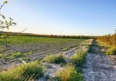 Non-developable land for sale on España, Elche, ref: TR402880 photo