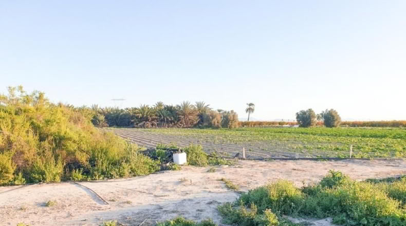 Аликанте - Elche - 13323m2