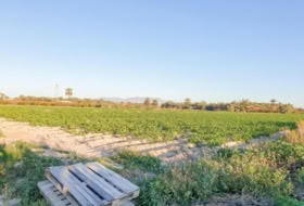 Elx 13323&nbsp;m² 