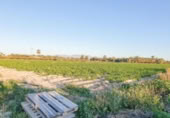 Non-developable land for sale on España, Elche, ref: TR402880 photo
