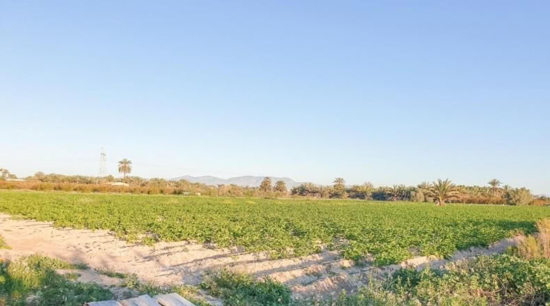 Аликанте - Elche - 13323m2