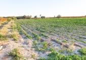 Non-developable land for sale on España, Elche, ref: TR402880 photo