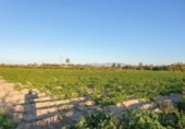 Non-developable land for sale on España, Elche, ref: TR402880 photo