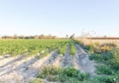 Non-developable land for sale on España, Elche, ref: TR402880 photo