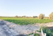 Non-developable land for sale on España, Elche, ref: TR402880 photo