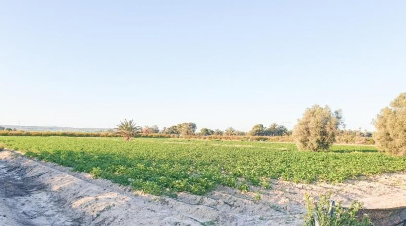 Аликанте - Elche - 13323m2
