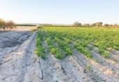 Non-developable land for sale on España, Elche, ref: TR402880 photo