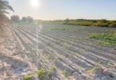 Non-developable land for sale on España, Elche, ref: TR402880 photo