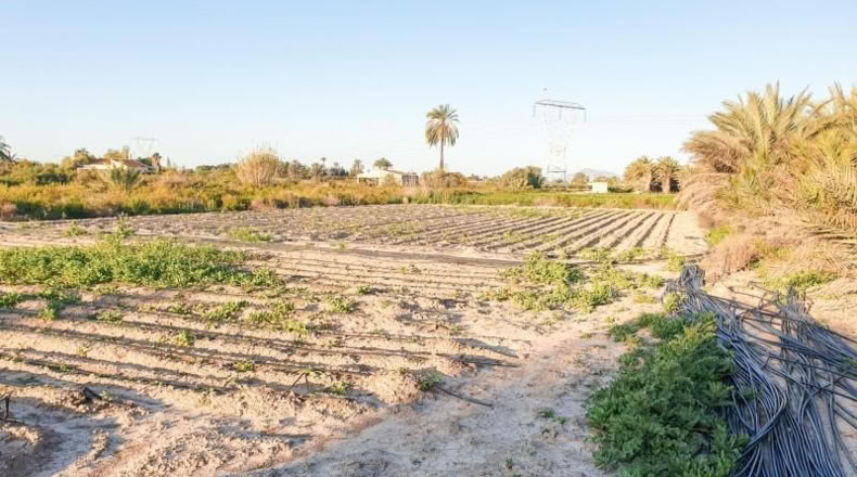 Аликанте - Elche - 13323m2