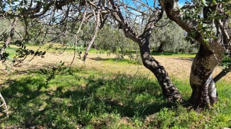 Tarragona - la Ràpita - 28159m2