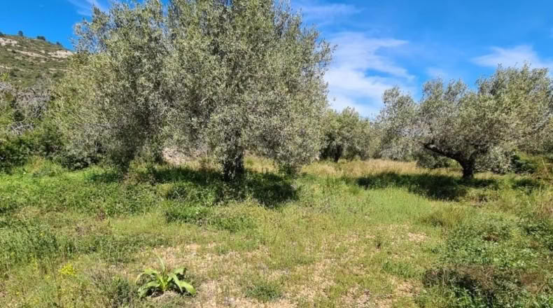 Tarragona - la Ràpita - 28159m2