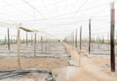Non-developable land for sale on España, Motril, ref: TR402914 photo