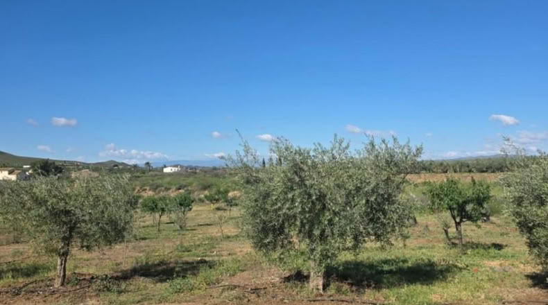 Almería - Huércal-Overa - 7000m2
