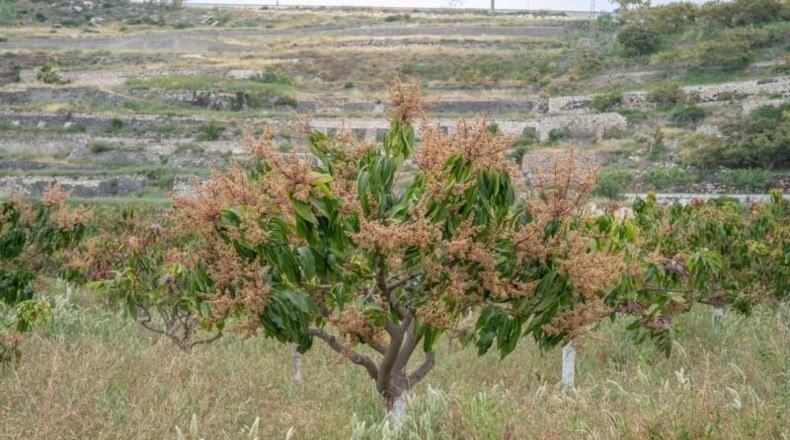 Granada - Salobreña - 23233m2