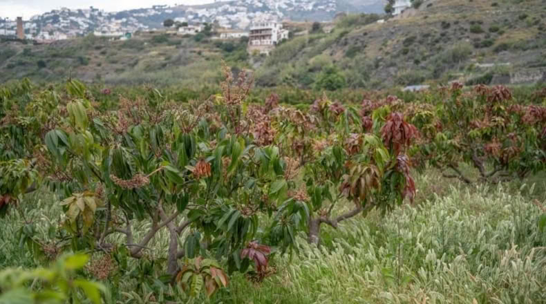 Granada - Salobreña - 23233m2