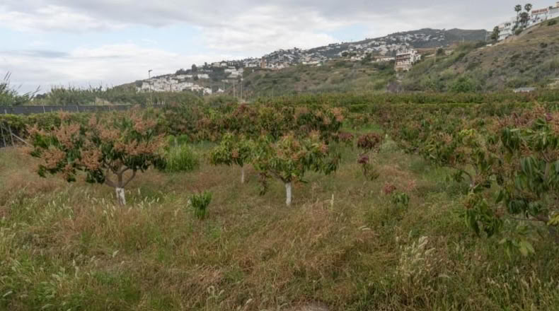Granada - Salobreña - 23233m2
