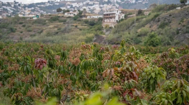 Granada - Salobreña - 23233m2