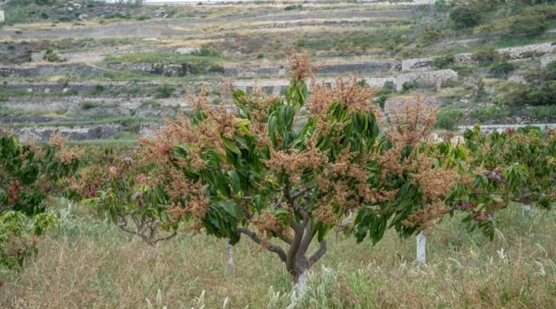 Granada - Salobreña - 23233m2