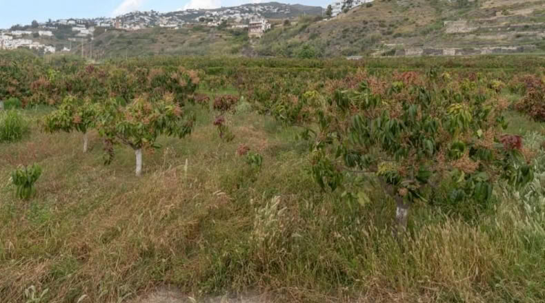 Granada - Salobreña - 23233m2