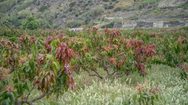 Granada - Salobreña - 23233m2