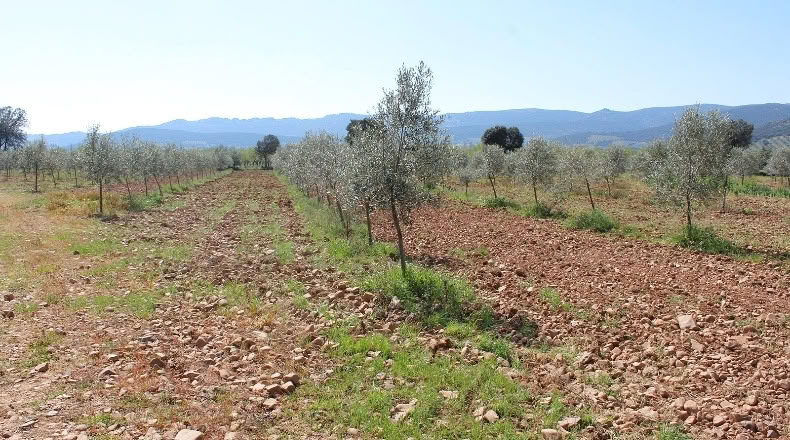 Ciudad Real - Malagón - 48731m2