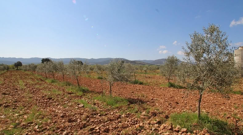 Ciudad Real - Malagón - 48731m2