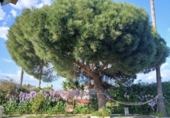 Detached villa with land for sale on España, Gibraleón, ref: TR403446 photo