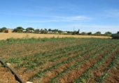 Land suitable for development for sale on España, Conil de la Frontera, ref: TR403498 photo