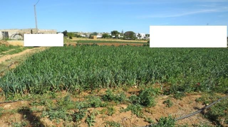 Cádiz - Conil de la Frontera - 22000m2
