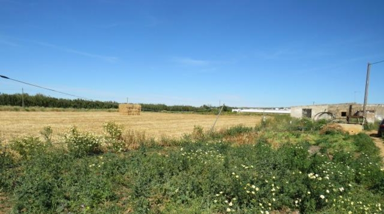 Cádiz - Conil de la Frontera - 22000m2
