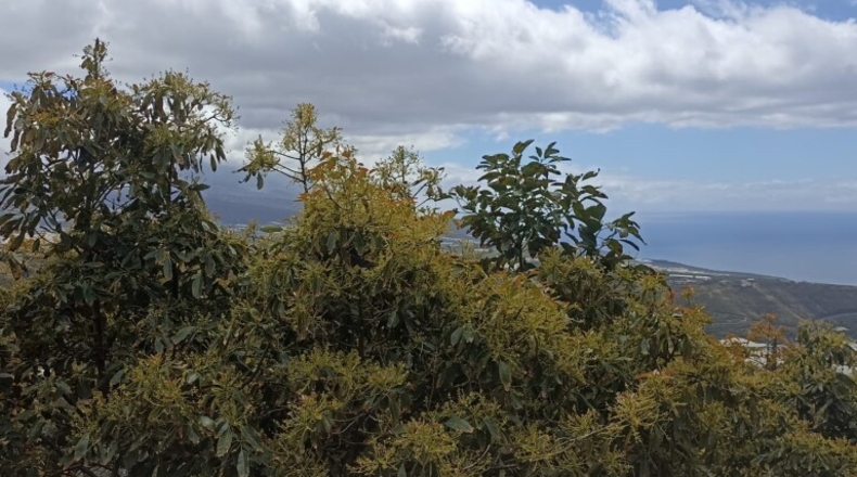 Santa Creu de Tenerife - Tijarafe - 1026m2