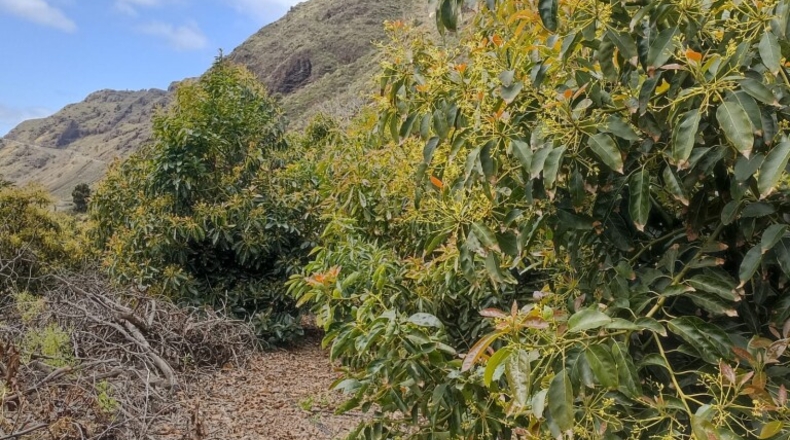 Santa Creu de Tenerife - Tijarafe - 1026m2