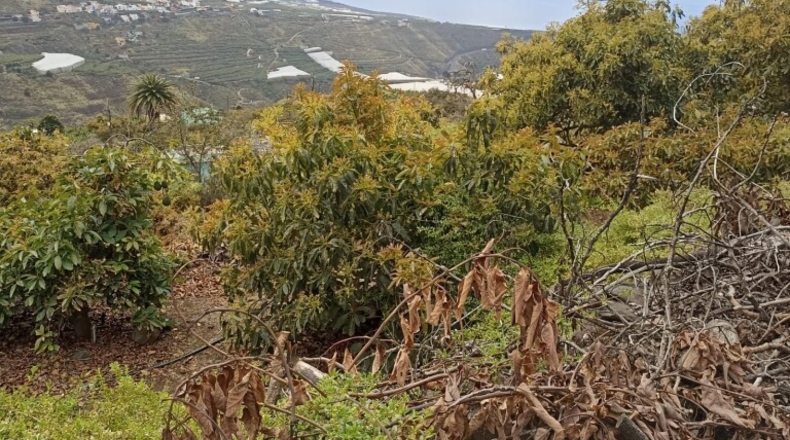 Santa Creu de Tenerife - Tijarafe - 1026m2