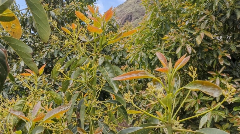 Santa Creu de Tenerife - Tijarafe - 1026m2
