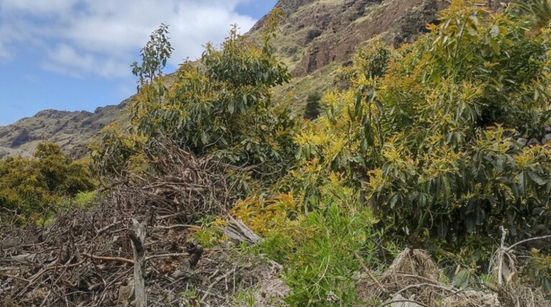 Santa Creu de Tenerife - Tijarafe - 1026m2