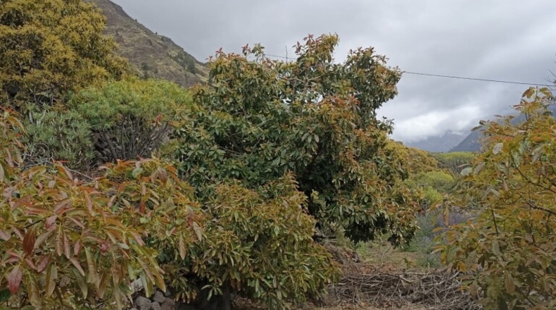 Santa Creu de Tenerife - Tijarafe - 1026m2