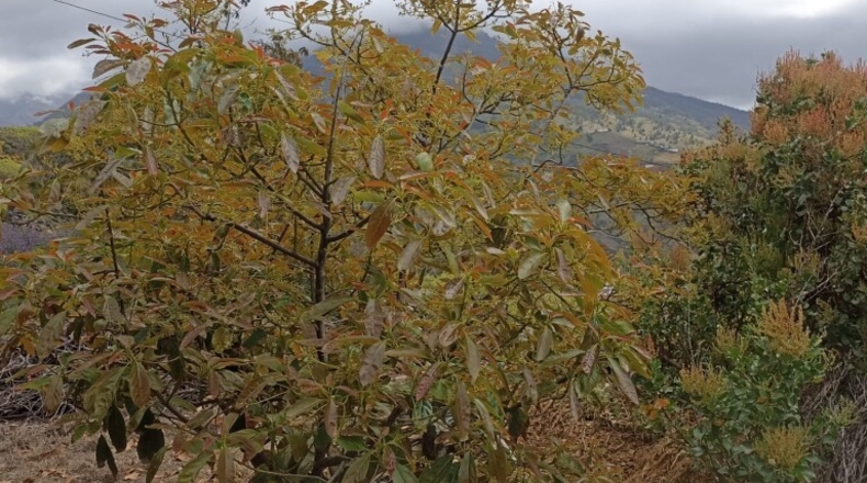 Santa Creu de Tenerife - Tijarafe - 1026m2