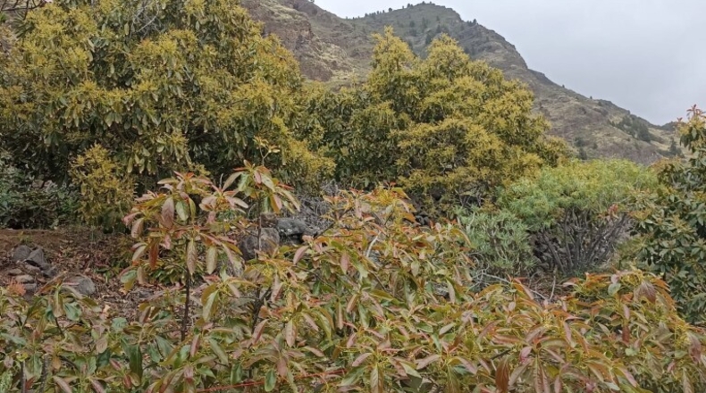 Santa Creu de Tenerife - Tijarafe - 1026m2