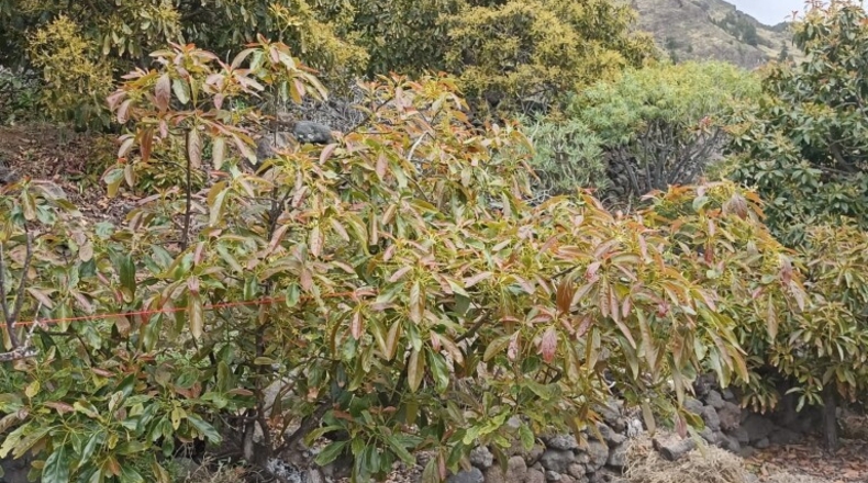 Santa Creu de Tenerife - Tijarafe - 1026m2