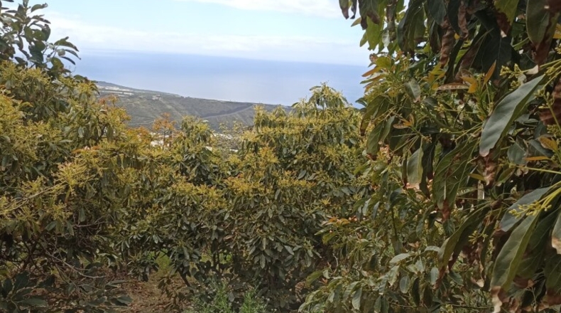 Santa Creu de Tenerife - Tijarafe - 1026m2