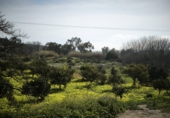 Terreno no urbanizable en venta en Gádor ref: TR403117 foto