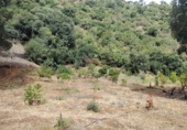 Masía con terreno en venta en Genalguacil ref: TR405116 foto