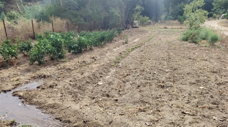 Málaga - Genalguacil - 230000m2