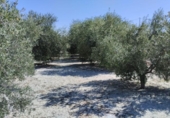Terreno no urbanizable en venta en la España, Molina de Segura, ref: TR366630 foto